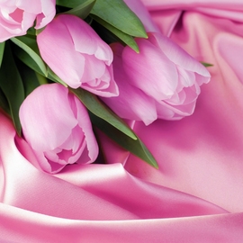 Тюльпан розовый бриллиант